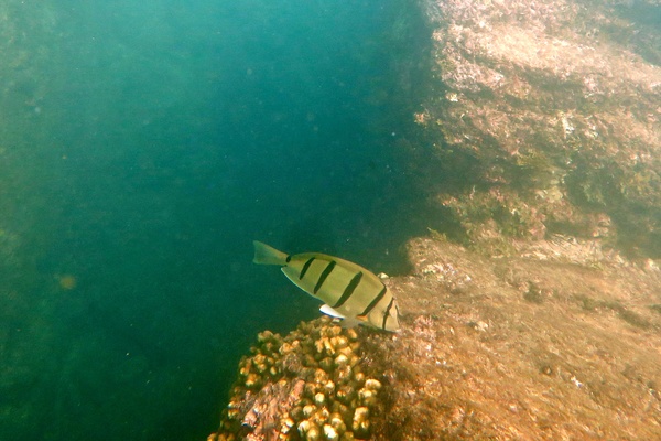 Surgeonfish - Convict Surgeonfish