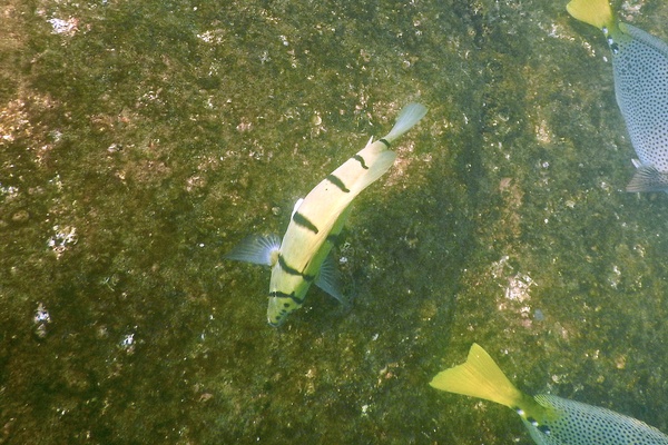 Surgeonfish - Convict Surgeonfish