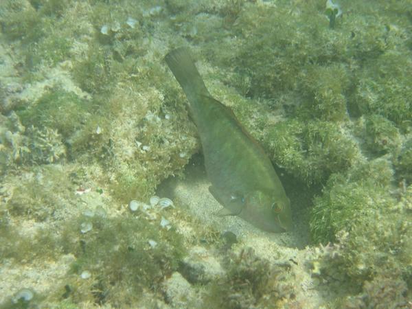 Parrotfish - Bucktooth Parrotfish Parrotfish - Bucktooth Parrotfish