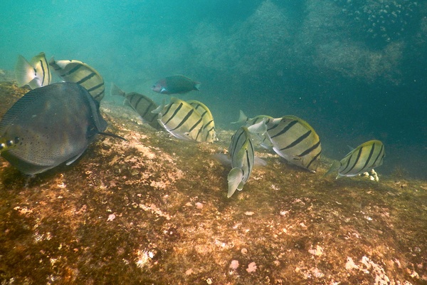 Surgeonfish - Convict Surgeonfish