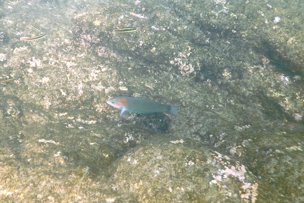 Wrasse - Sunset Wrasse