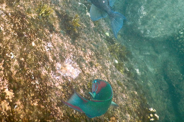 Wrasse - Sunset Wrasse