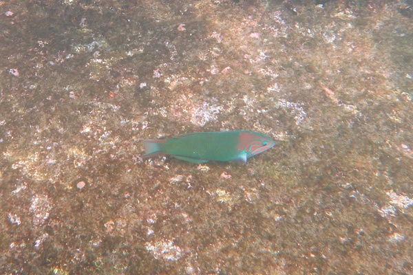 Wrasse - Sunset Wrasse