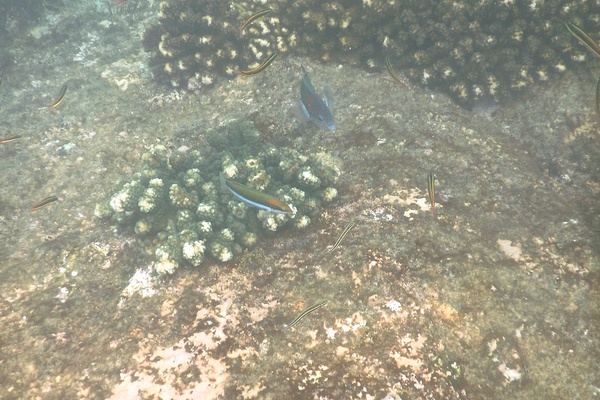 Wrasse - Sunset Wrasse