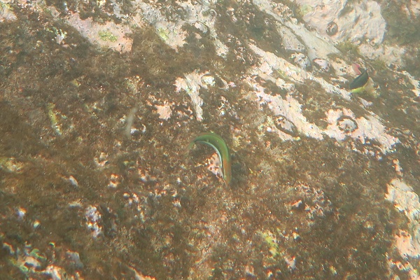 Wrasse - Sunset Wrasse