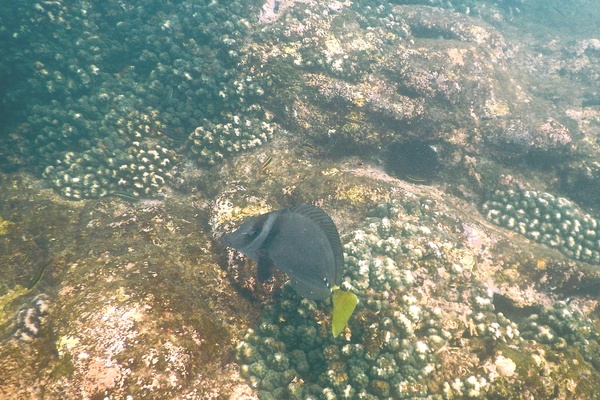 Surgeonfish - Razor Surgeonfish