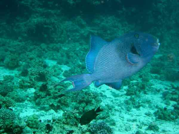 Triggerfish - Blue Triggerfish