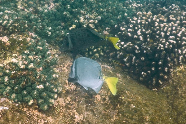 Surgeonfish - Razor Surgeonfish