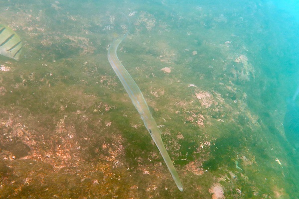 Pipefish - Bluespotted Cornetfish