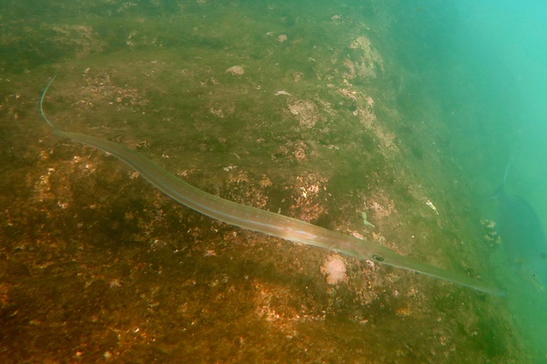 Pipefish - Bluespotted Cornetfish