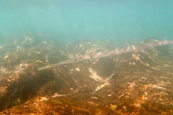 Pipefish - Bluespotted Cornetfish