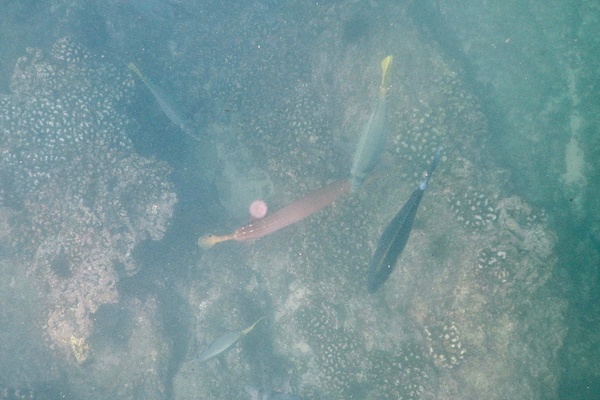 Trumpetfish - Golden Trumpetfish