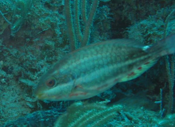 Redband Parrotfish - Sparisoma aurofrenatum