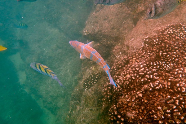 Parrotfish - Bluebarred Parrotfish