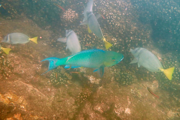 Parrotfish - Bluebarred Parrotfish