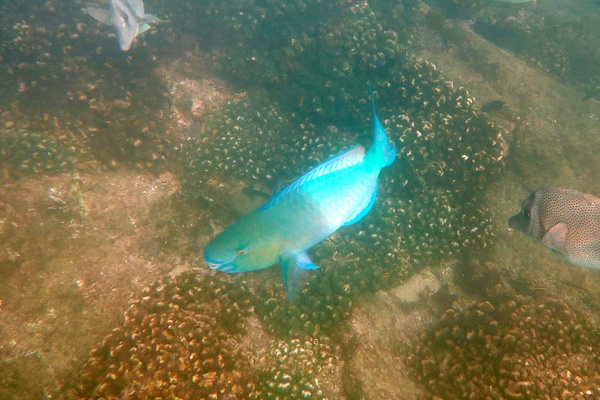 Parrotfish - Bluebarred Parrotfish