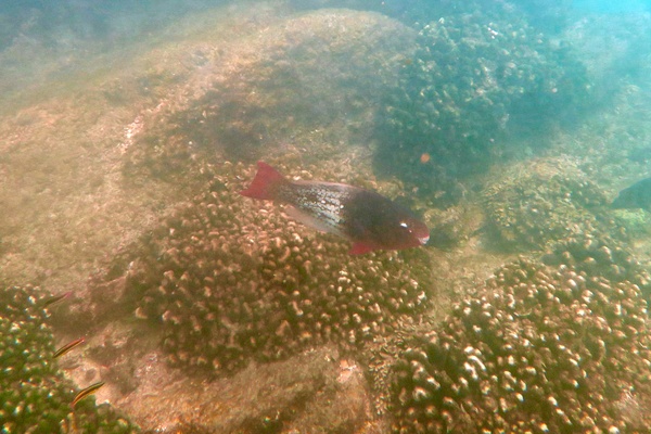 Parrotfish - Ember Parrotfish