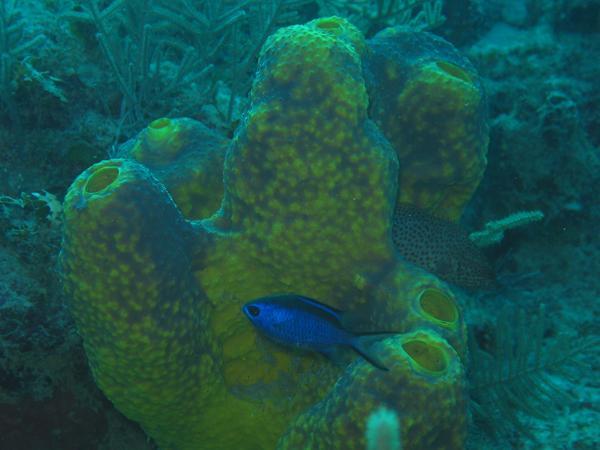 Damselfish - Blue Chromis