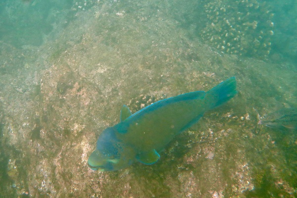 Parrotfish - Bumphead Parrotfish