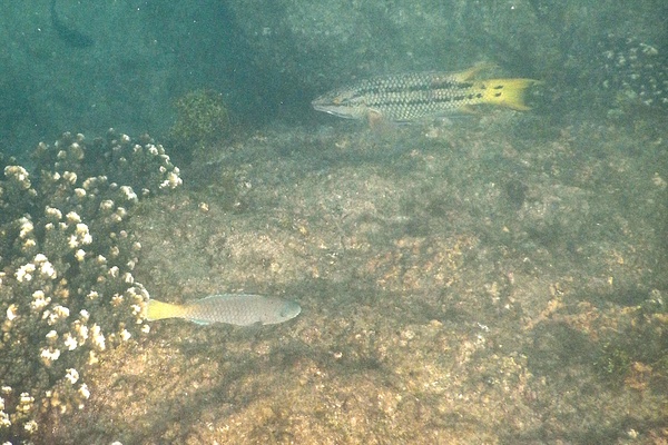 Parrotfish - Bumphead Parrotfish