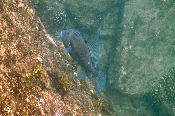 Triggerfish - Finescale Triggerfish