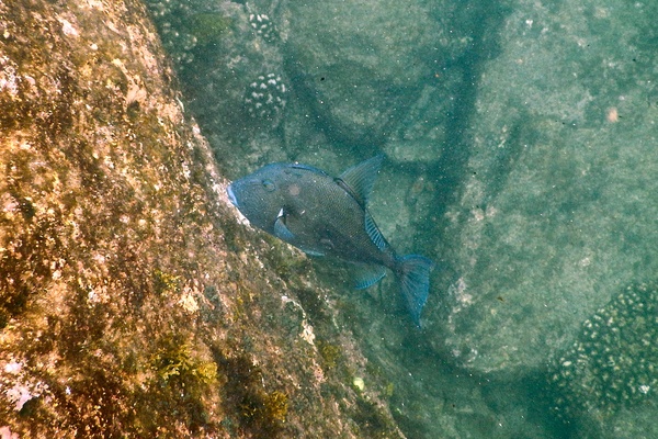 Triggerfish - Finescale Triggerfish