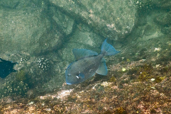 Triggerfish - Finescale Triggerfish