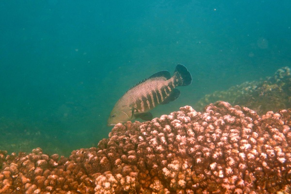 Groupers - Panama Graysby