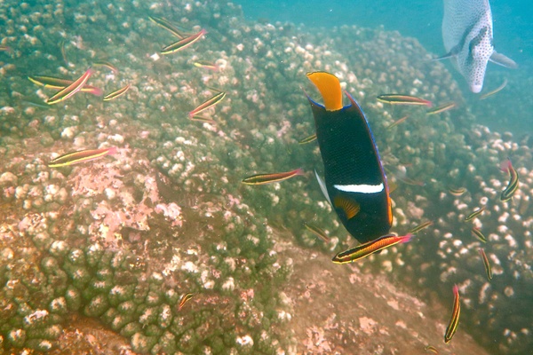 Wrasse - Cortez Wrasse