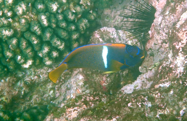 Angelfish - King Angelfish