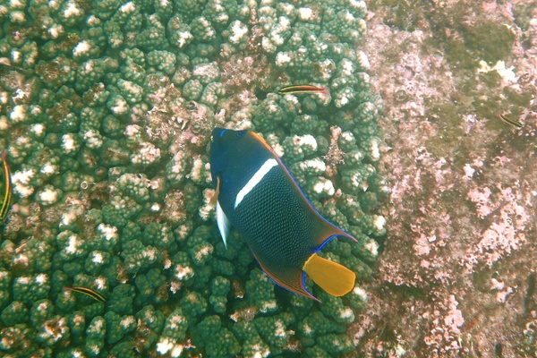 Angelfish - King Angelfish