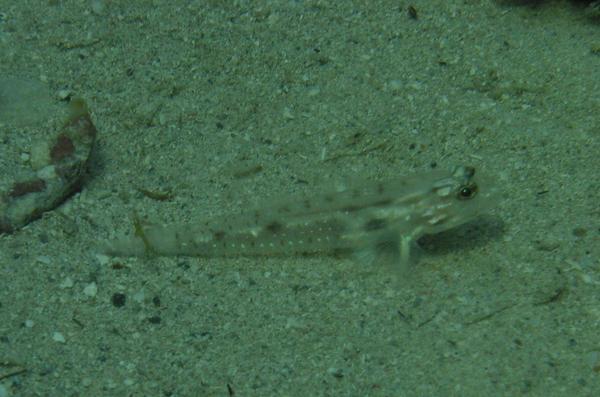 Gobies - Bridled Goby