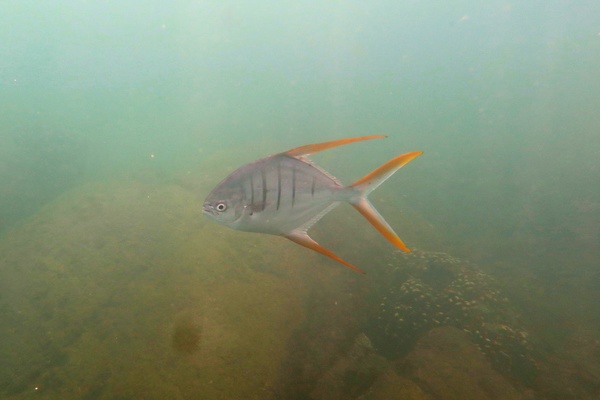 Jacks - Gafftopsail Pompano