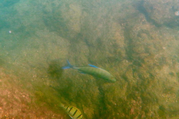 Jacks - Bluefin Trevally