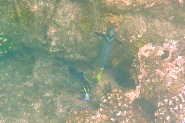 Surgeonfish - Goldrimmed Surgeonfish