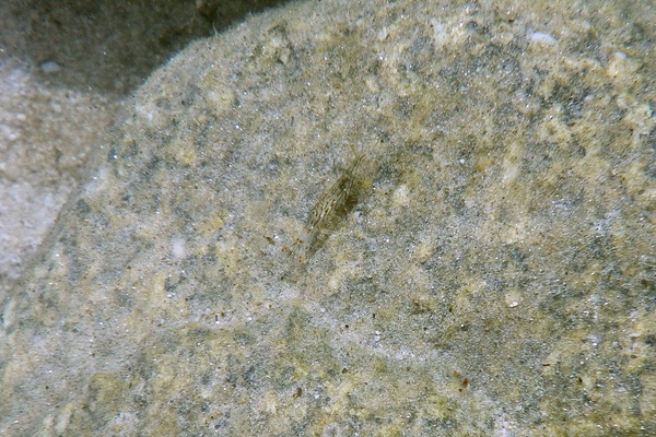 Palaemonidae - Tidepool Shrimp