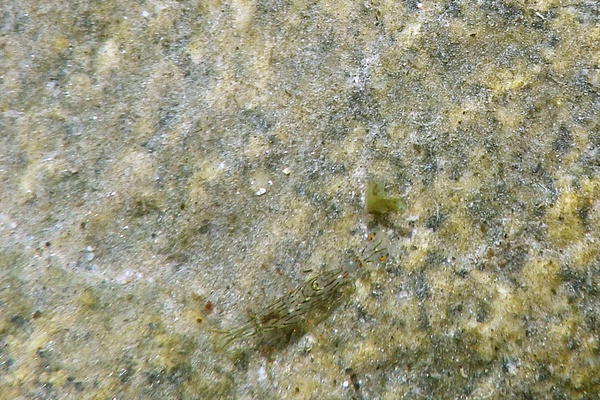 Palaemonidae - Tidepool Shrimp