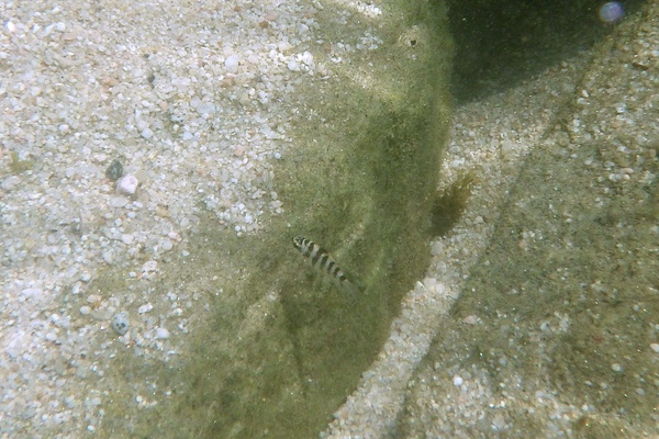 Damselfish - Mexican Night Major