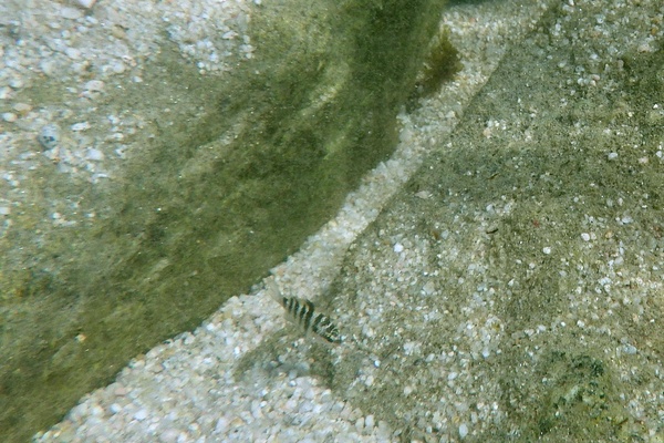 Damselfish - Mexican Night Major