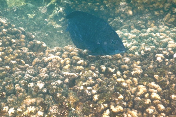 Wrasse - Black Wrasse