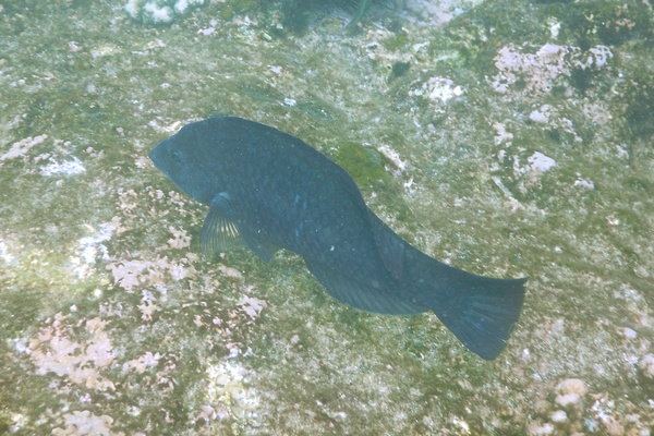 Wrasse - Black Wrasse