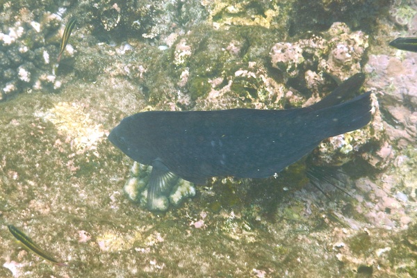 Wrasse - Black Wrasse