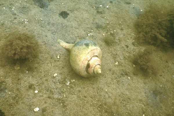 Sea Snails - Channeled Whelk