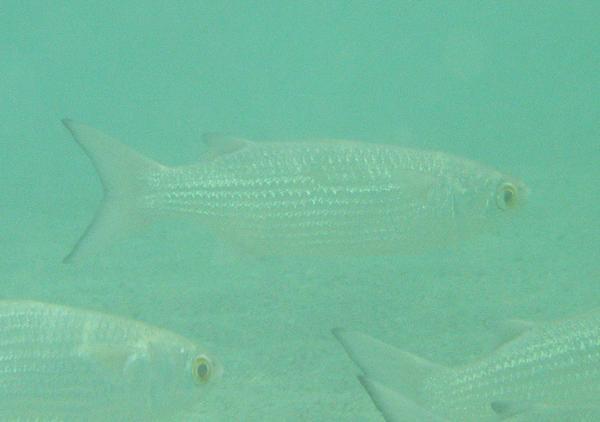 Mullets - White Mullet