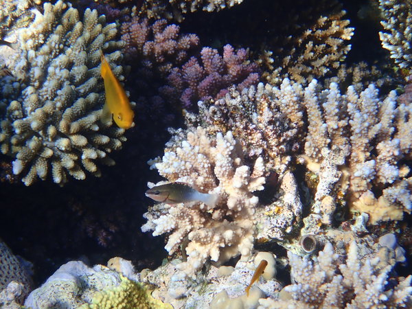 Parrotfish - Bridled Parrotfish