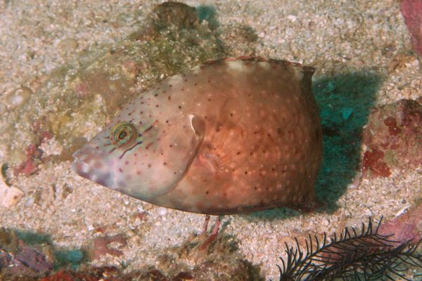 Wrasse - Cheek-lined Splendour Wrasse