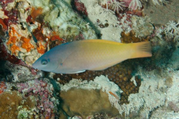 Wrasse - Twotone Wrasse