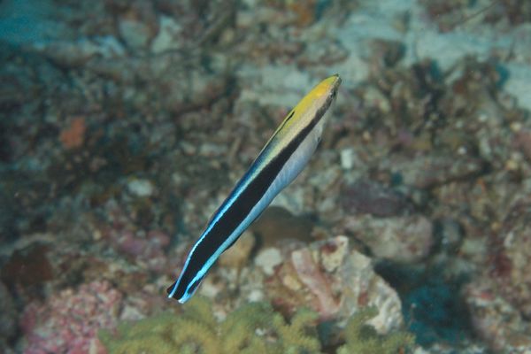 Wrasse - Bluestreak Cleaner Wrasse