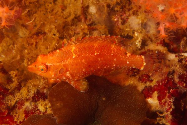 Wrasse - Cryptic Wrasse