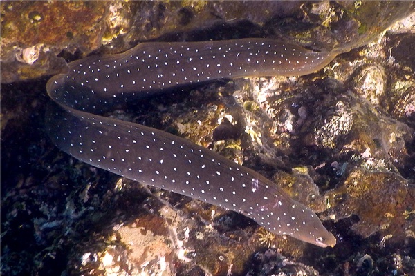  - Palenose Moray